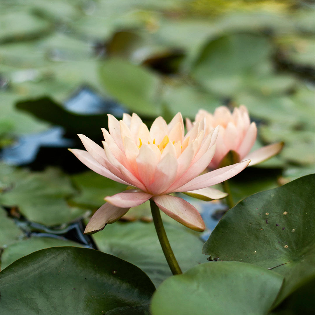 Santorini Travel Tin Candle