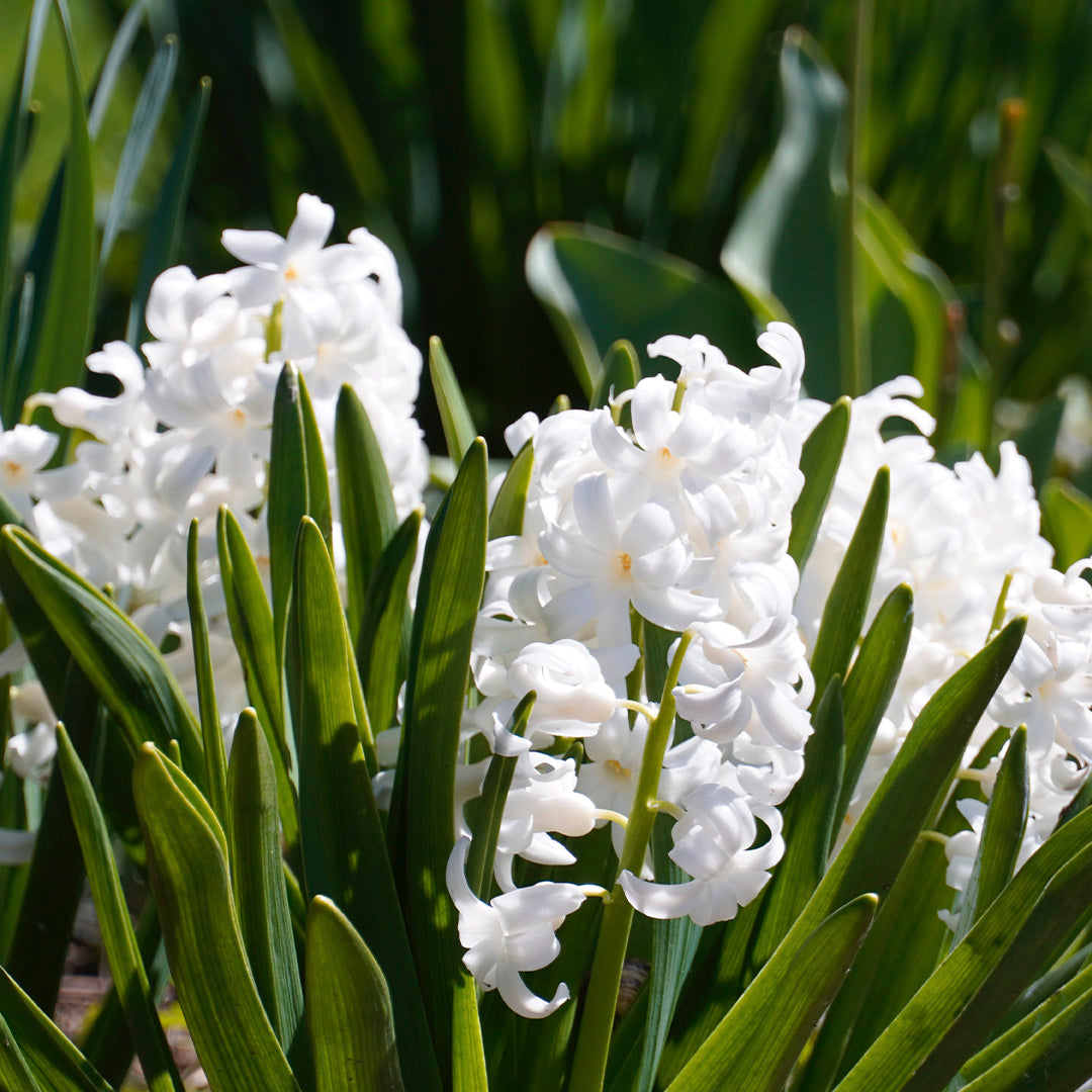 Charleston Travel Tin Candle