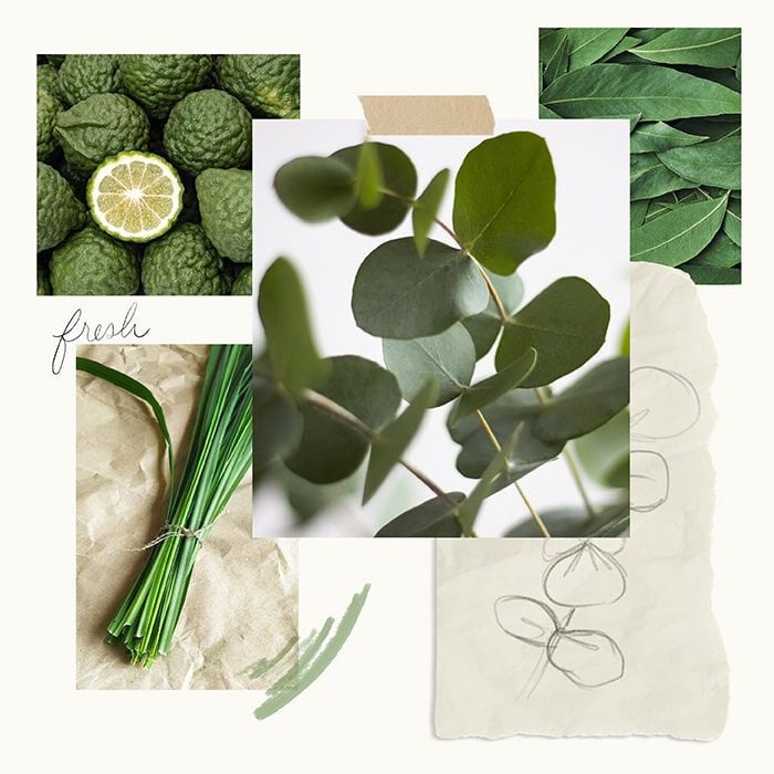 Eucalyptus Bar Soap